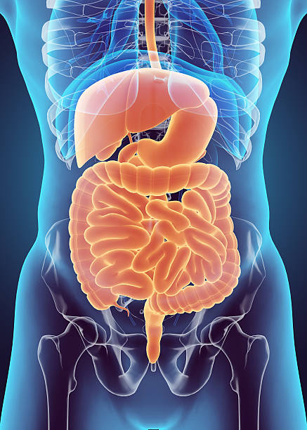 Actividades de la digestión