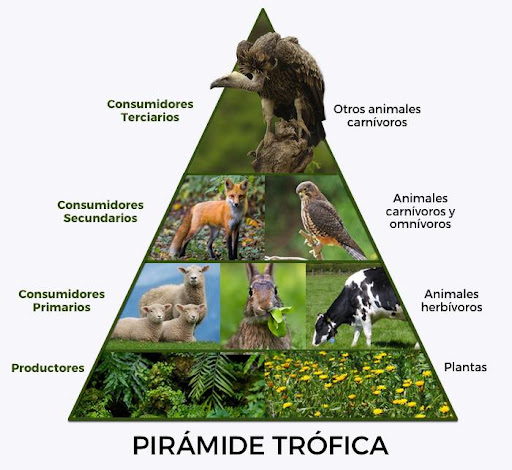 Cadena alimentaria