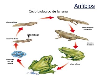 que es la reprodccion