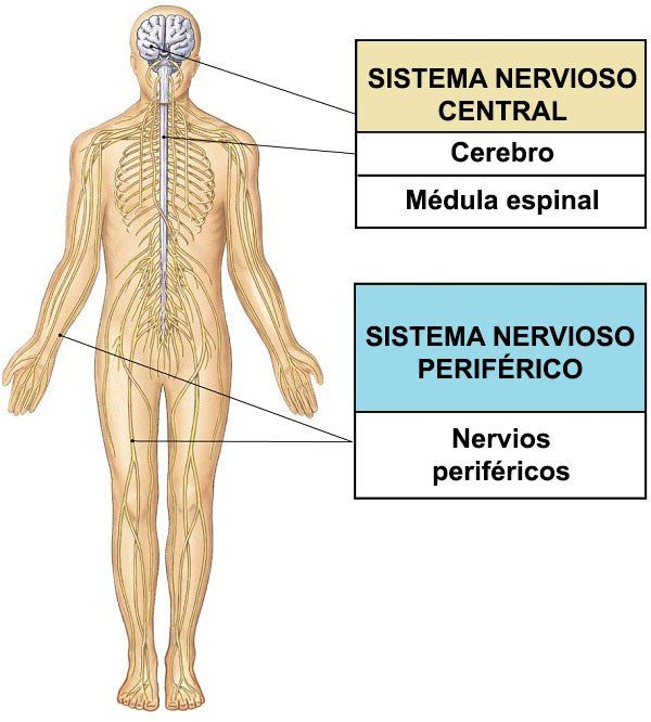 qué es el sistema nervioso