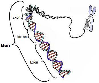 qué es el gen