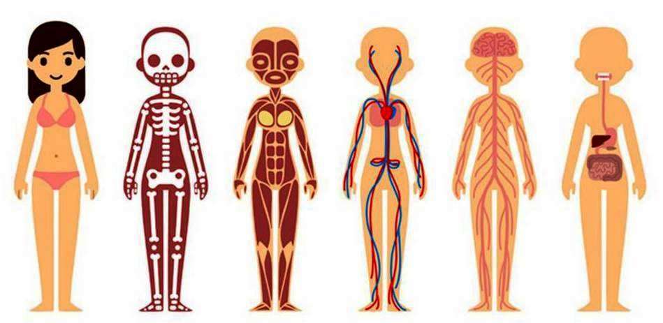 Qué es un sistema del cuerpo humano